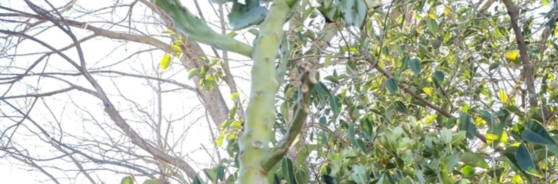 photos by Minerva Tejeda-Patino