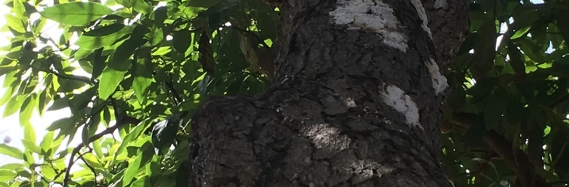 avocado bacterial canker 3