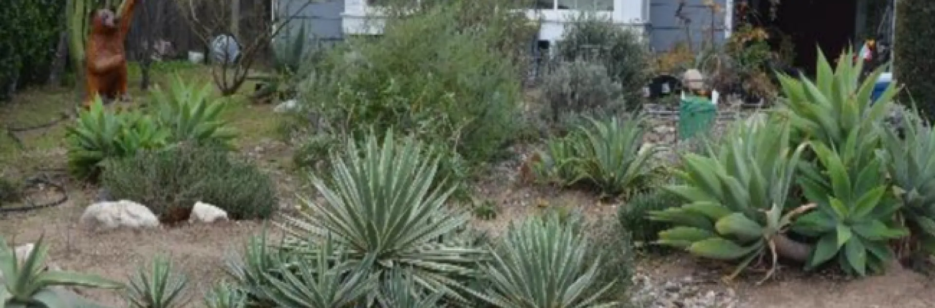 barbara dawson landscape