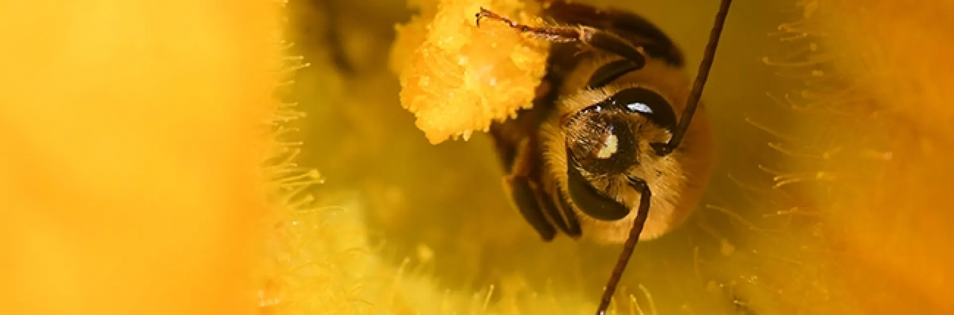 A squash bee, Peponapis pruinosa, pollinating a squash. (Photo by Kathy Keatley Garvey)