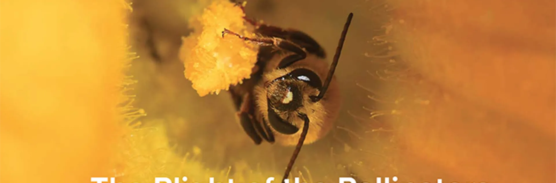 This image of a squash bee, Peponapis pruinosa, appears in the article, "The Plight of the Pollinators," in the March edition of the UC Davis Magazine. (Photo by Kathy Keatley Garvey)