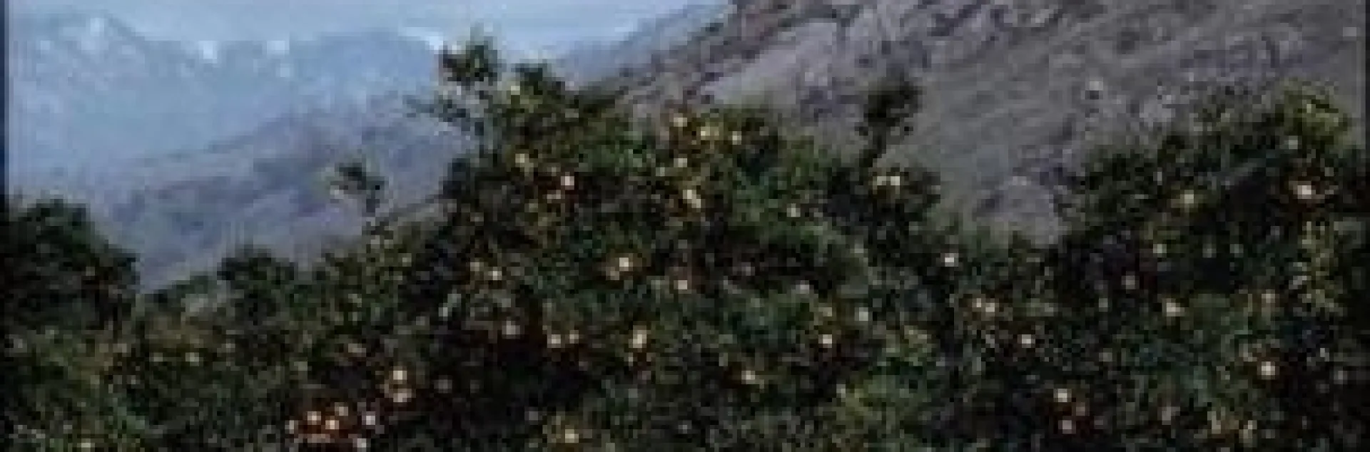 citrus and mountains
