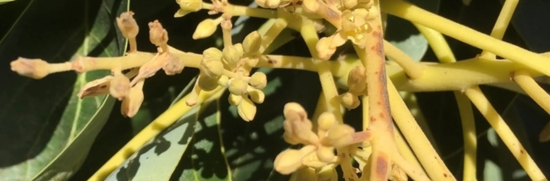 avocado frosted flower