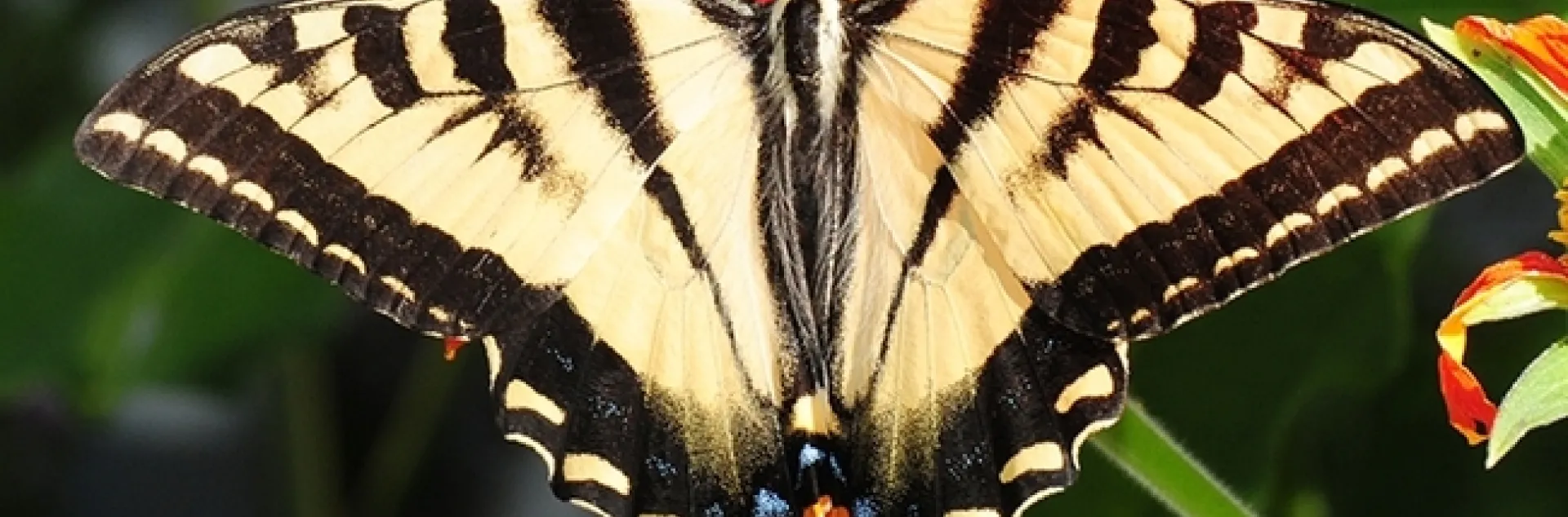 A newly emerged Western tiger swallowtail, Papilio rutulus, an image taken in 2021. (Photo by Kathy Keatley Garvey)