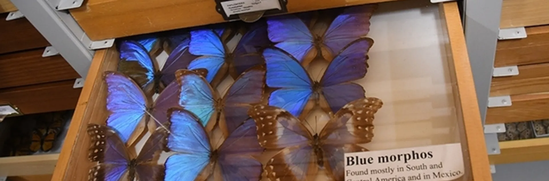 Butterfly collections, like the Morpho displays, are a popular attraction at the Bohart Museum of Entomology. (Photo by Kathy Keatley Garvey)