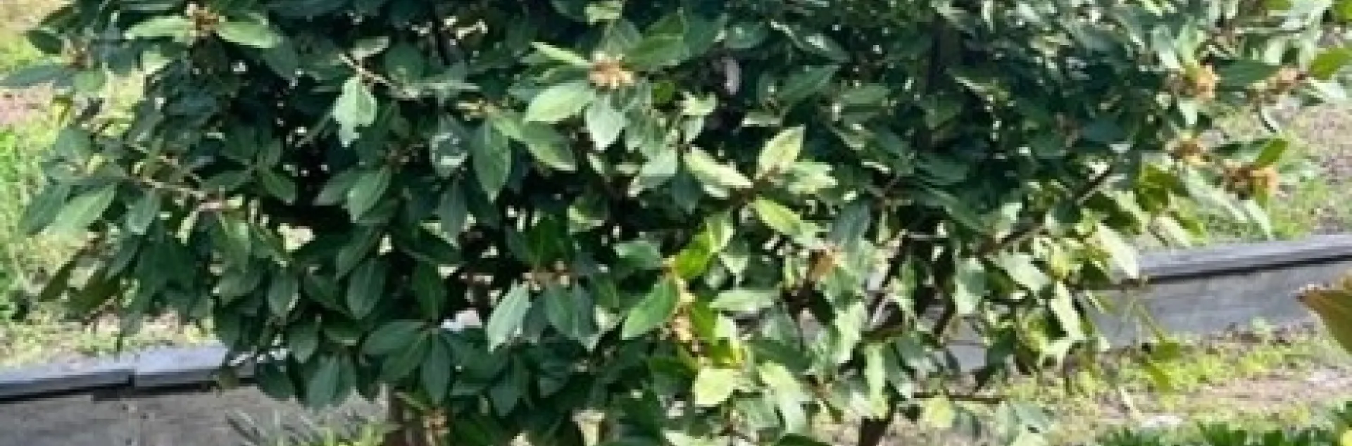 Photo of a bay laurel tree. Laurus nobilis.