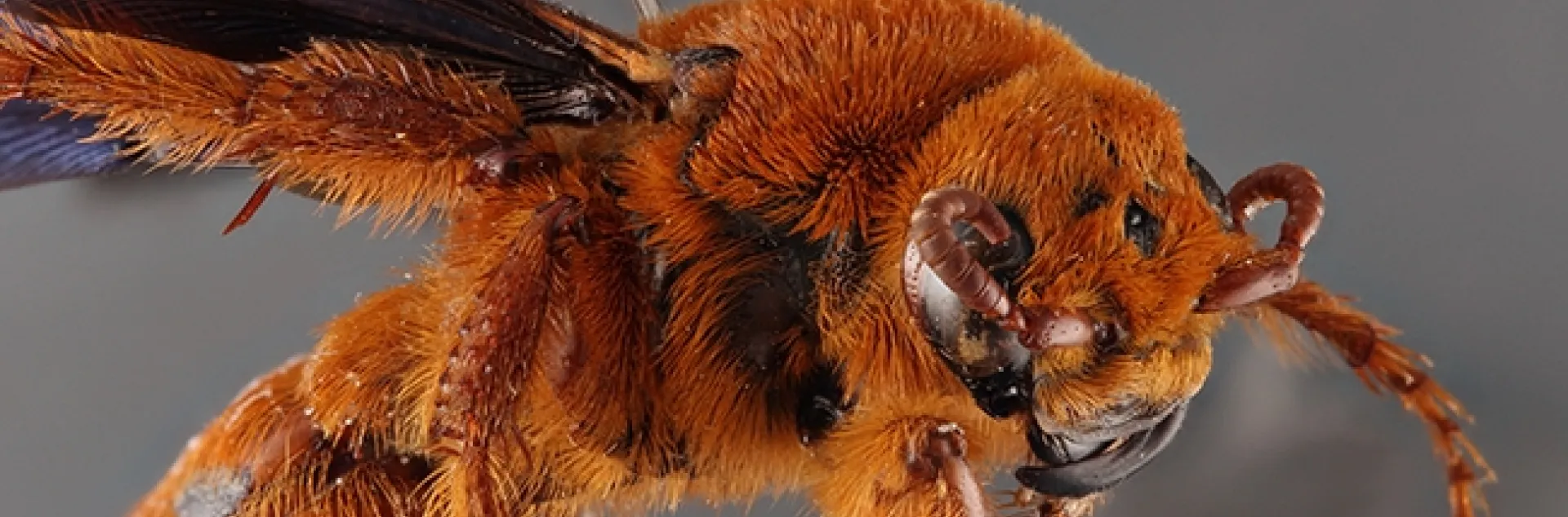 This specimen from the Bohart Museum of Entomology is a mammoth wasp, Trisciloa saussurei, native of New Guinea. (Photo by Ziad Khouri)