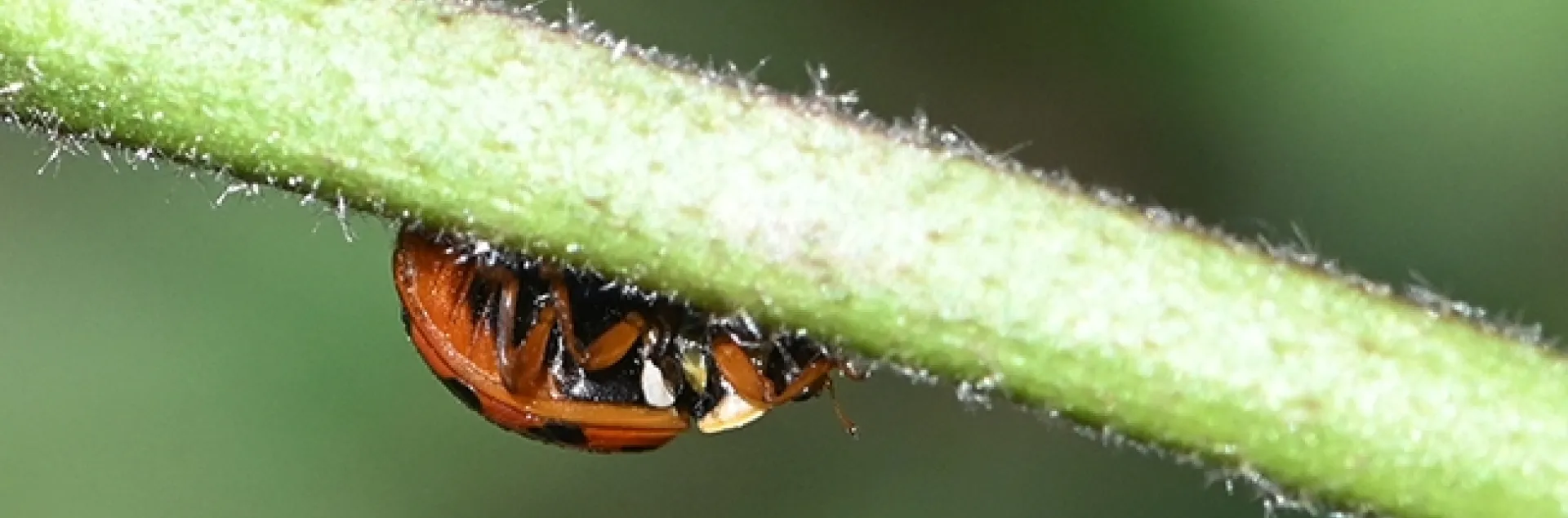 A multicolored Asian lady beetle looking for love--or prey--on a mallow on the first day of spring. (Photo by Kathy Keatley Garvey)