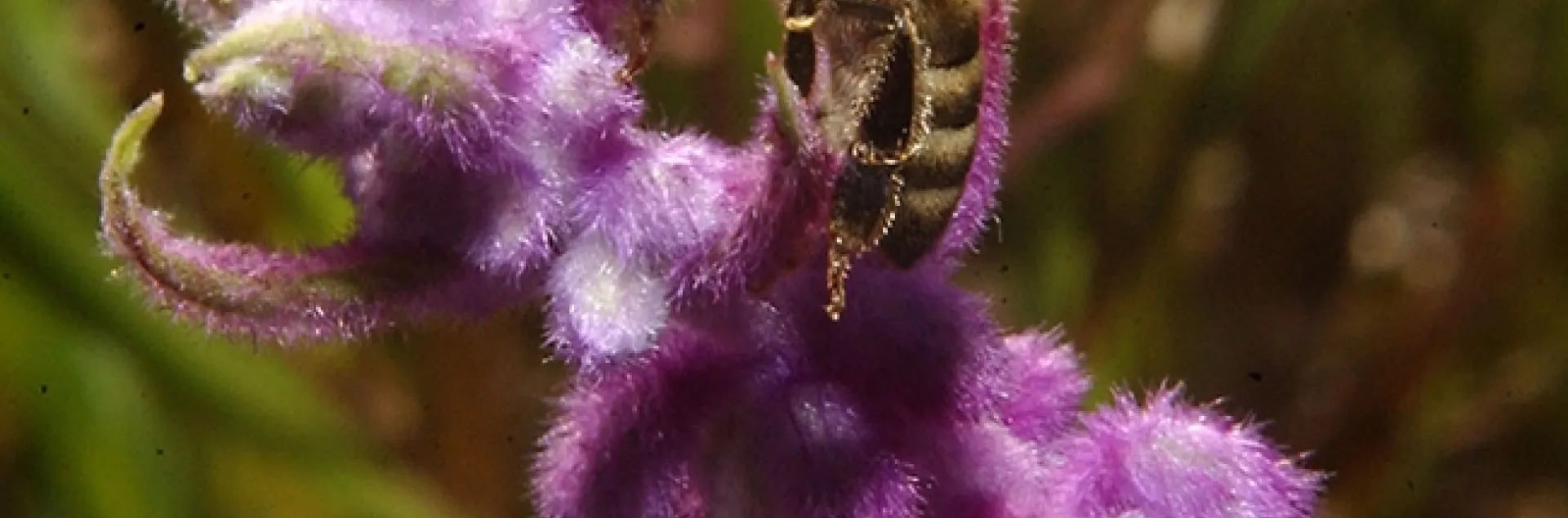 Bees will be among the spring seminar topics hosted by the UC Davis Department of Entomology and Nematology. UC Irvine faculty member Tobin Hammer will speak on "Mystery of the Missing Microbes: Why Do Bees Keep Losing Their Symbionts?" (Photo by Kathy Keatley Garvey)