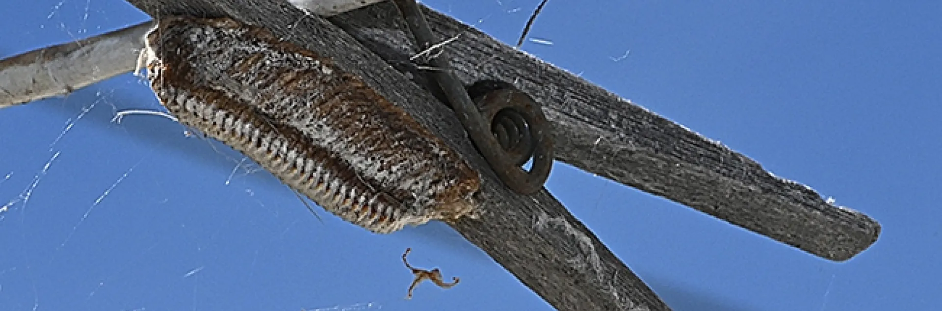 An eggcase or ootheca warming on a clothespin in Vacaville, Calif. This is from a Stagmomantis limbata. (Photo by Kathy Keatley Garvey)