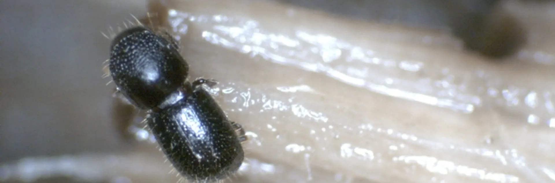 Adult female beetle stands on caster bean.