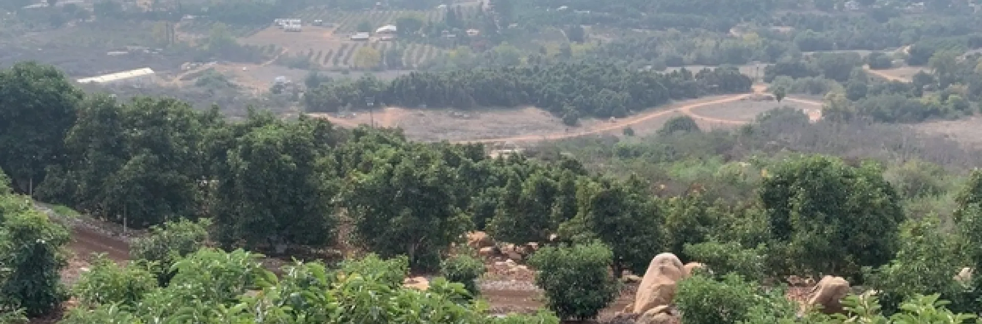 Vista general de un huerto de aguacates.