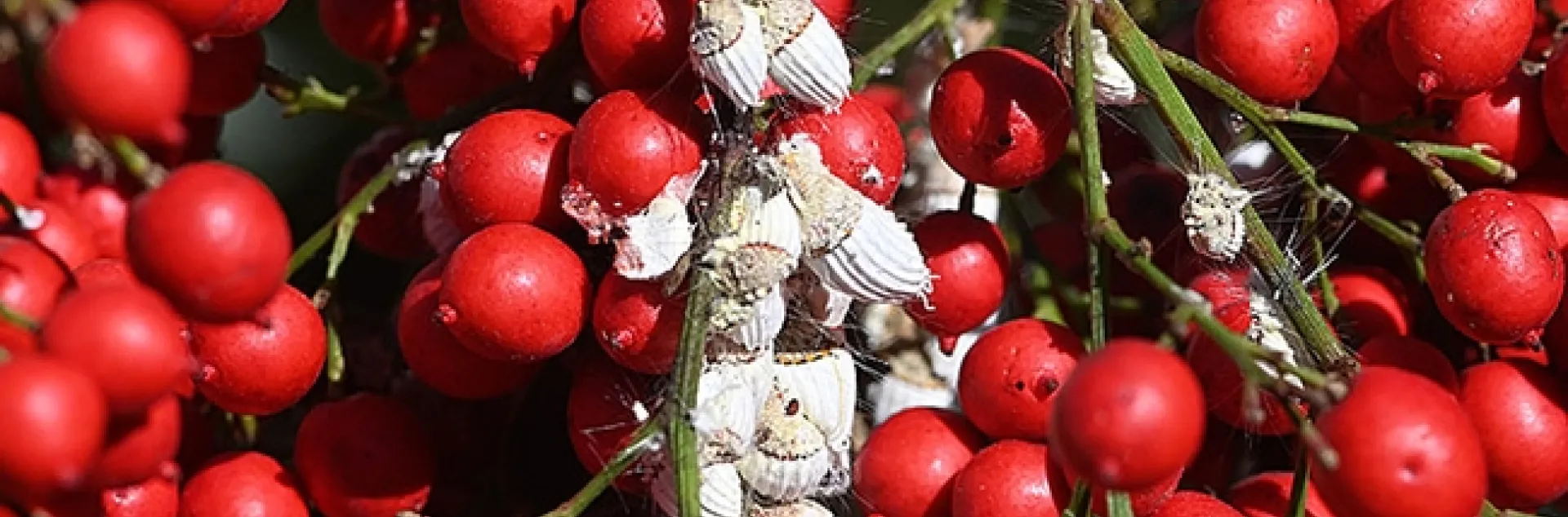 An infestation of cottony cushion scale on Nandina (Nandina domestica). (Photo by Kathy Keatley Garvey)