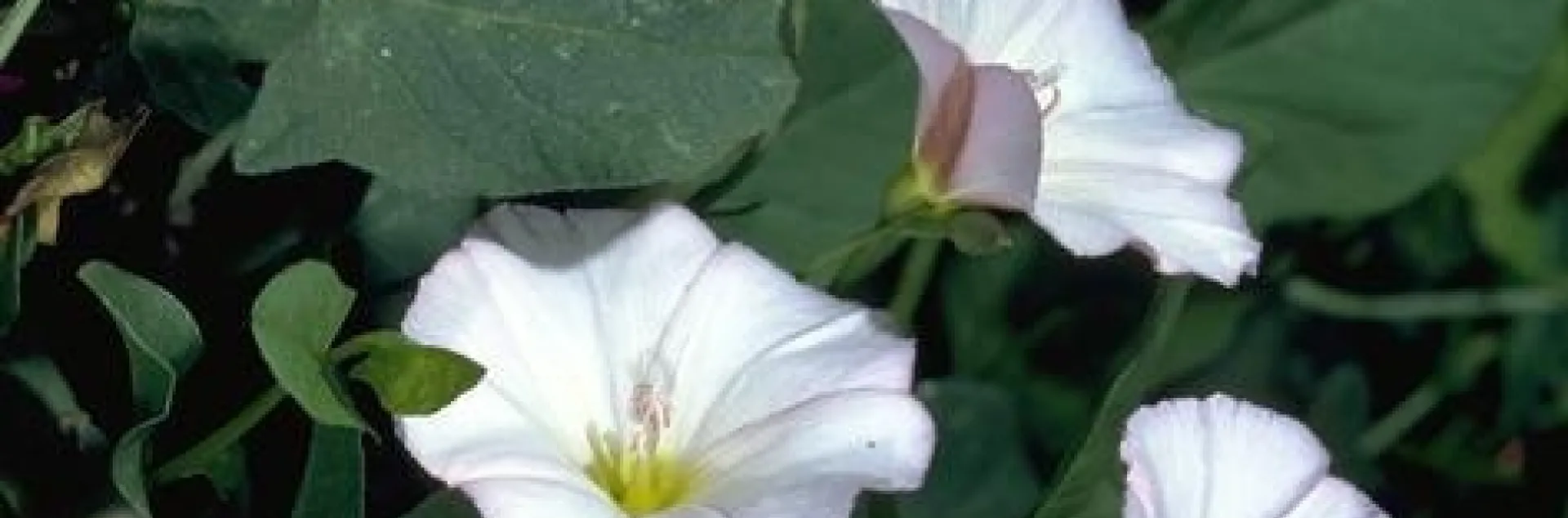 Field bindweed flowers. The Fischer scholarship is offered to students pursuing degrees in vegetation management or weed science.