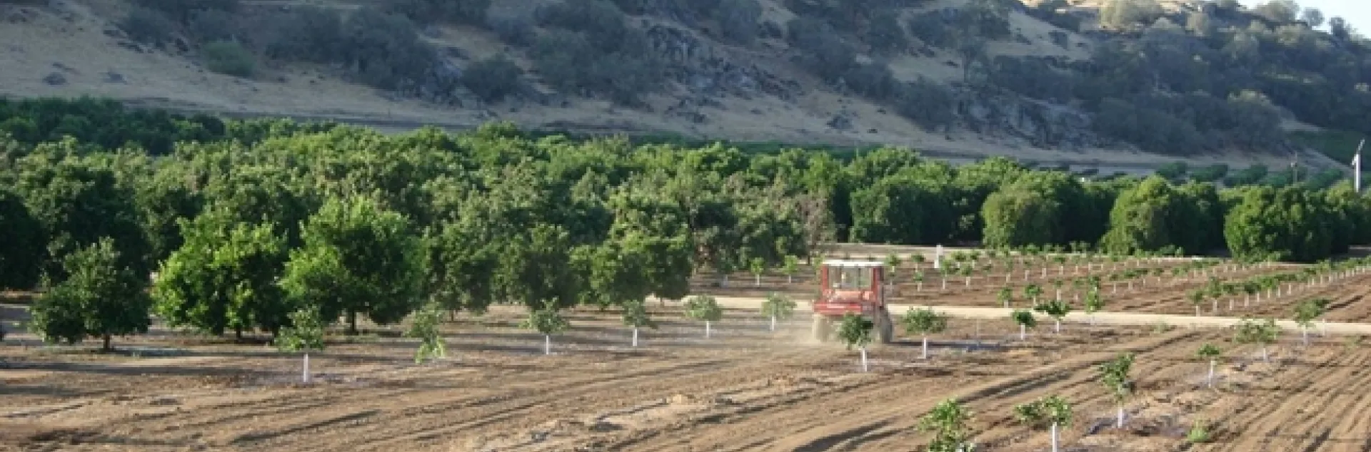 A tractor in a young planting of citrus trees.