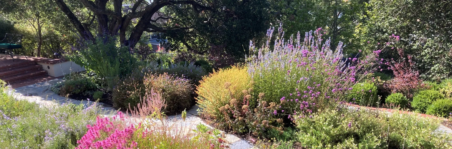 Plant California Natives in drifts and in groups of at least 3 of the same variety for the most impact. Photo: Alice Cason