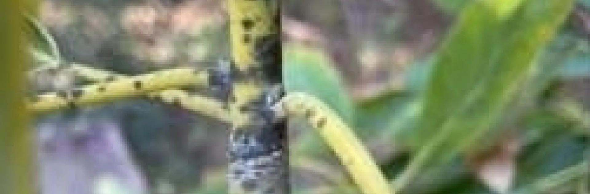 avocado stem blackening (3)