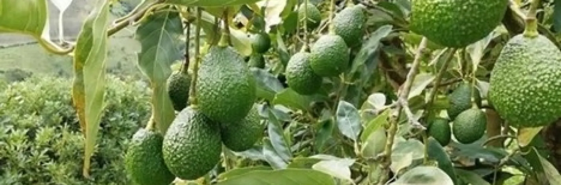 avocado fruit cluster
