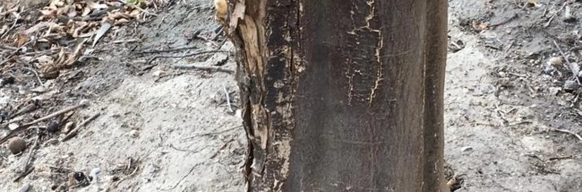 fire citrus trunk burn