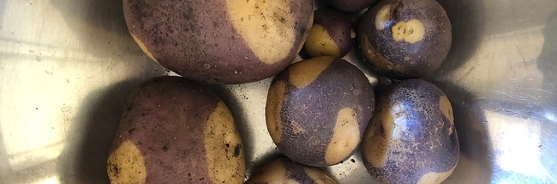 Harlequin potatoes