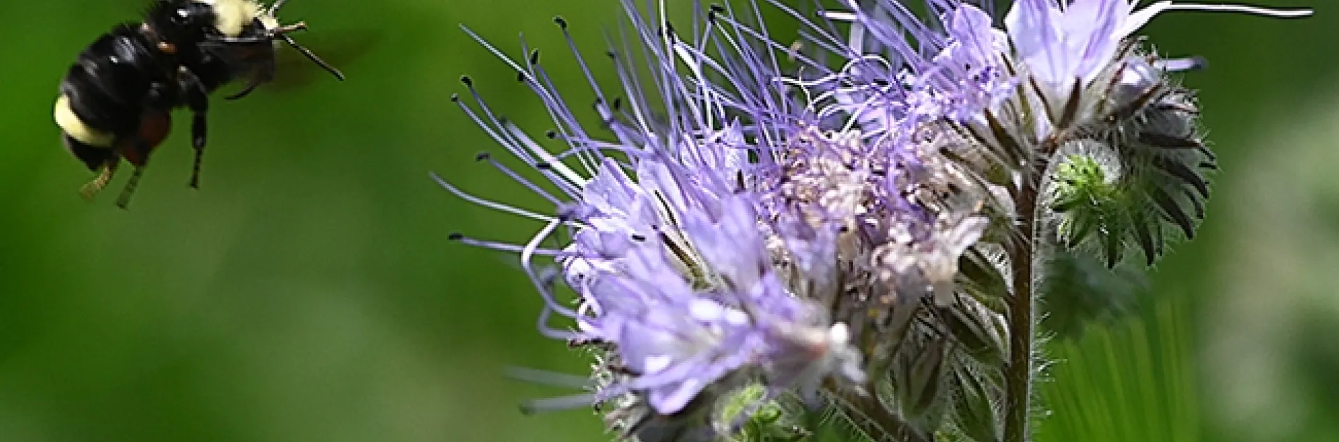 A yellow-faced bumble bees, Bombus vosnesenskii, heads for Phacelia. (Photo by Kathy Keatley Garvey)