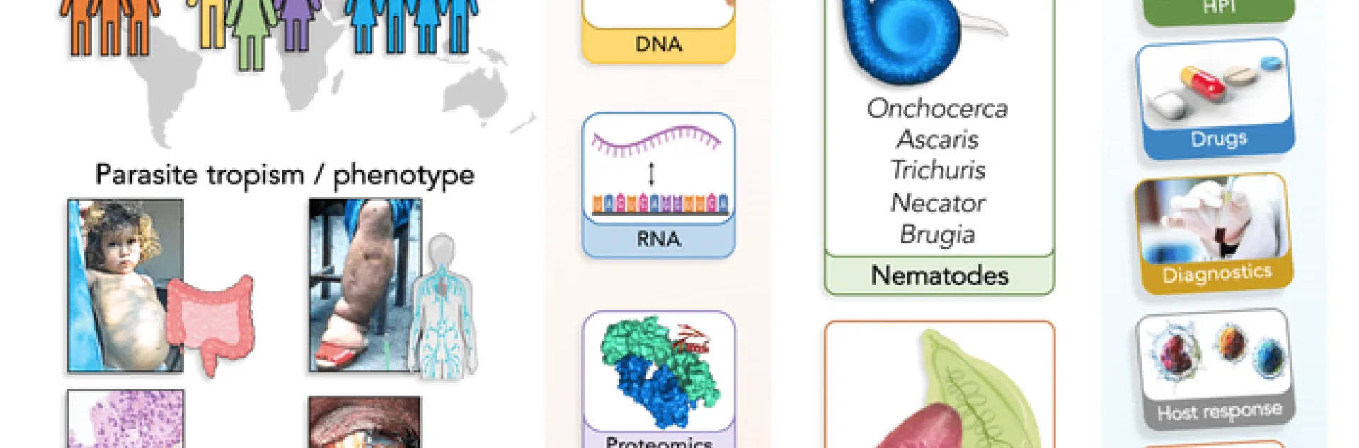 Research in the laboratory of Makedonka Mitreva (Screen shot)