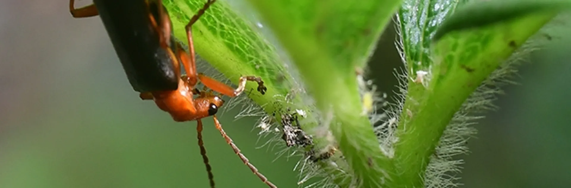 A soldier beetle seeking aphids and other soft-bodied insects on a strawberry plant. (Photo by Kathy Keatley Garvey)