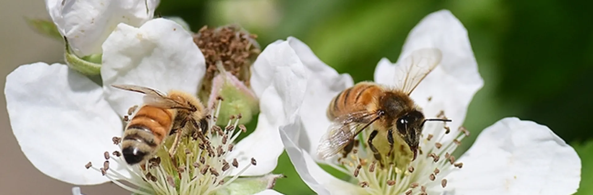 Two honey bees foraging on berry blossoms at the UC Davis Ecological Garden at the Student Farm. (Photo by Kathy Keatley Garvey)
