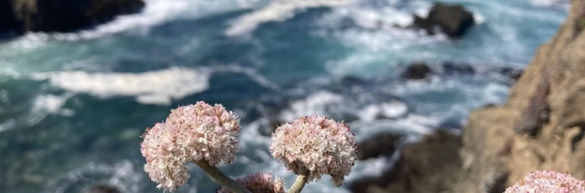 A yellow-faced bumble bee, Bombus vosnesenskii, foraging on buckwheat flowers off the California coast. (Photo courtesy of Tobin Hammer)