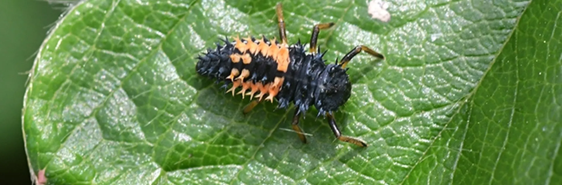 Dorsal view of the larva of a lady beetle, aka ladybug, on a strawberry plant in Vacaville, Calif. (Photo by Kathy Keatley Garvey)