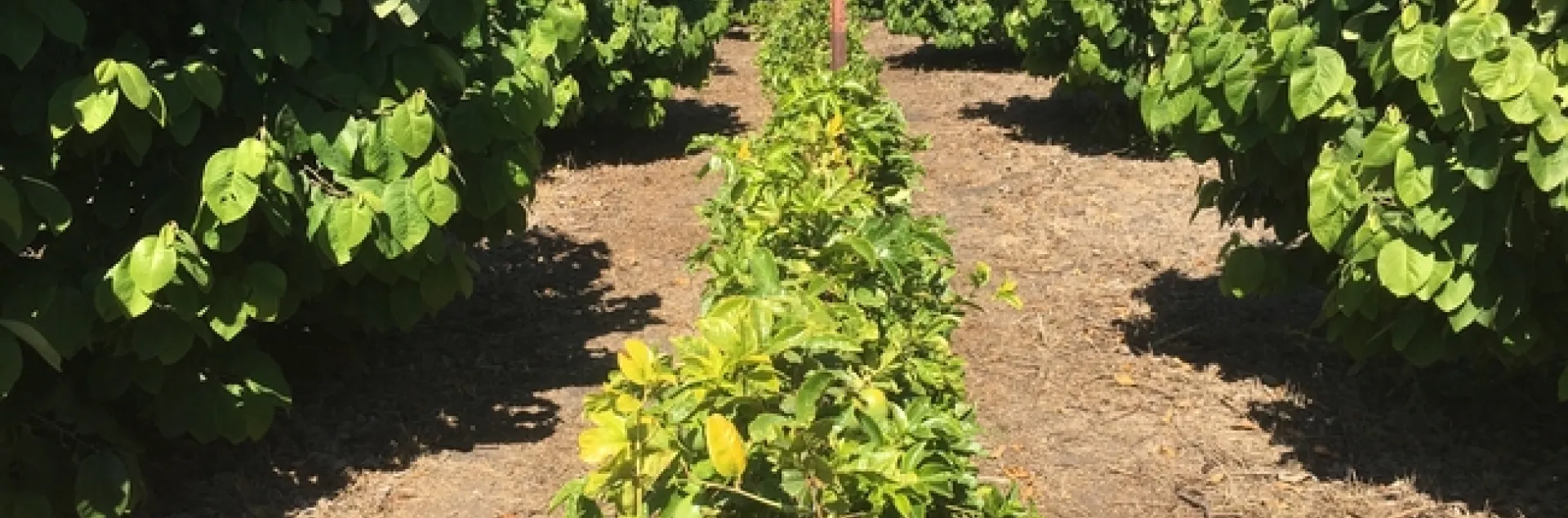 passionfruit interplanted with chermioya