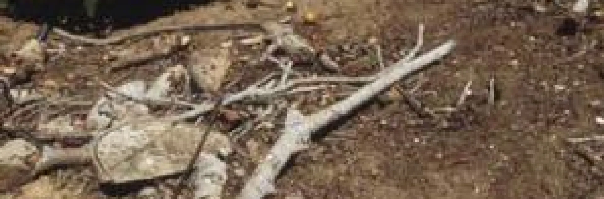 ground squirrel hole