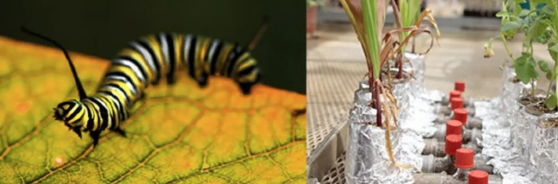 Some illustrations from Jared Ali's seminar.