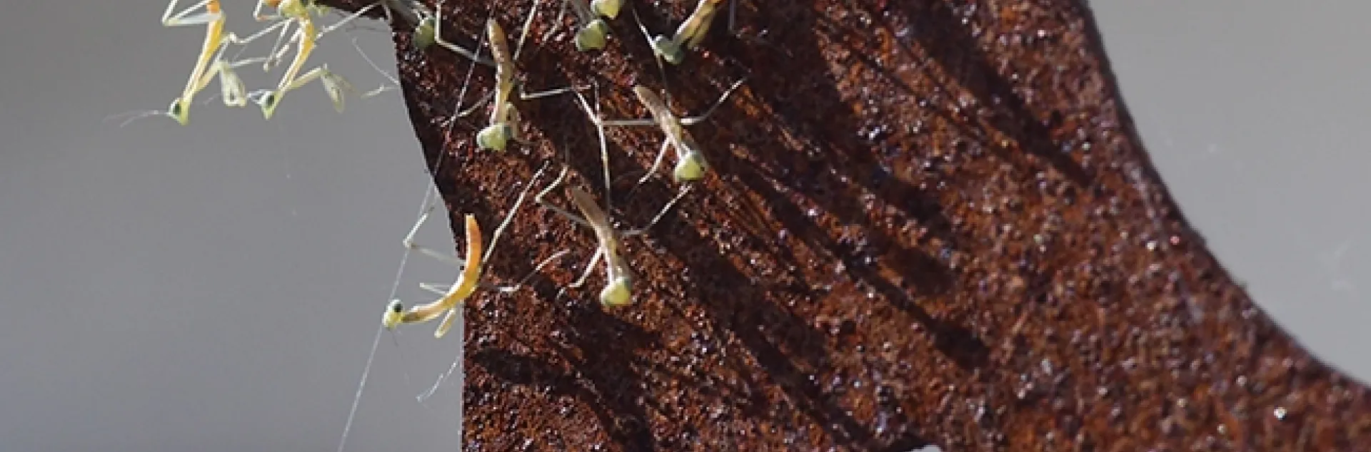 Praying mantis nymphs, Stagmomantis limbata, scatter on a metallic quail sculpture near where they hatched the afternoon of April 9 in Vacaville, Calif. (Photo by Kathy Keatley Garvey)