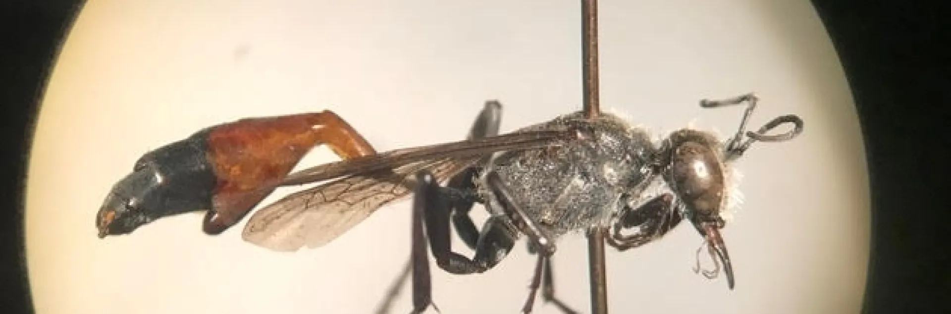 This image of a parasitized Ammophila azteca beneath a microscope is the work of RJ Millena.