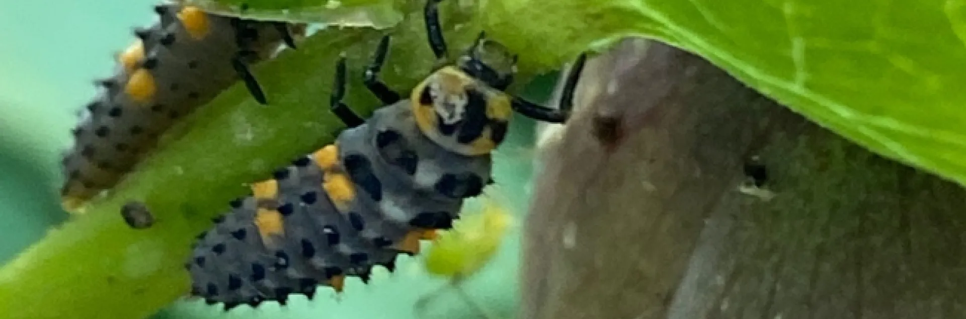 ladybeetle larva on leaf, aphid insects nearby