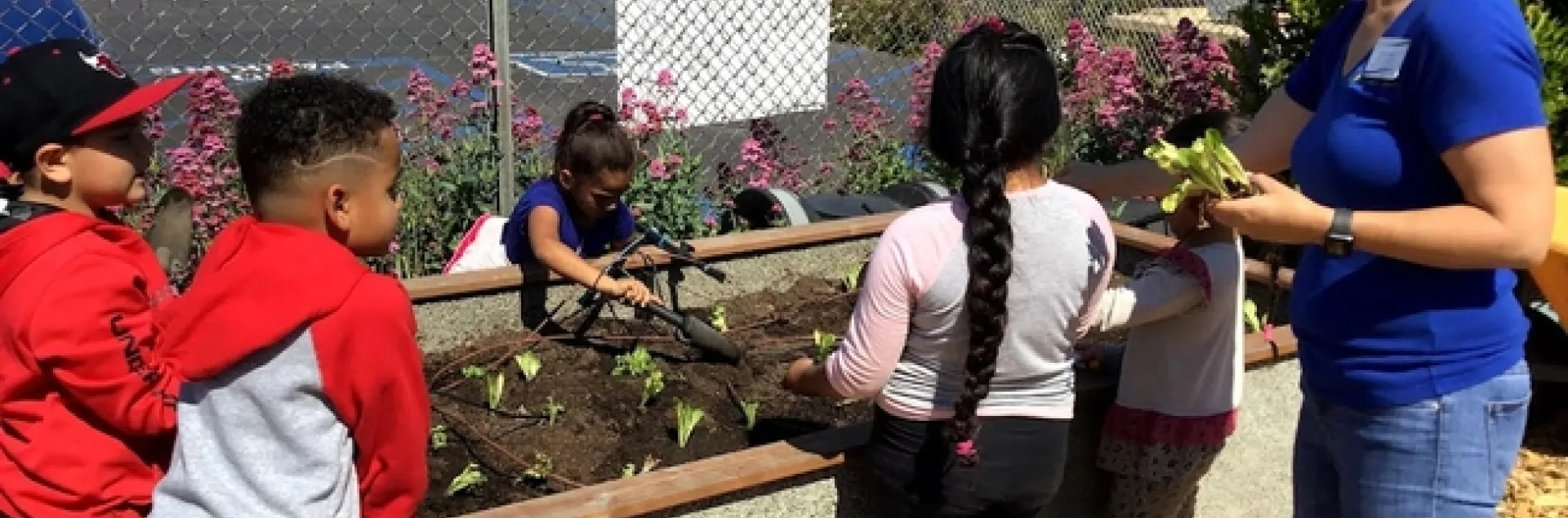 Young children around a garden bed filled with dirt and small lettuce seedlings. A teacher in the background points