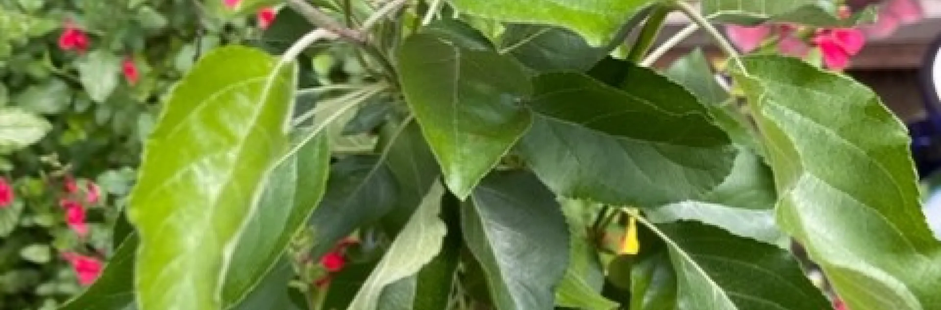 photo credit: Cindy Yee