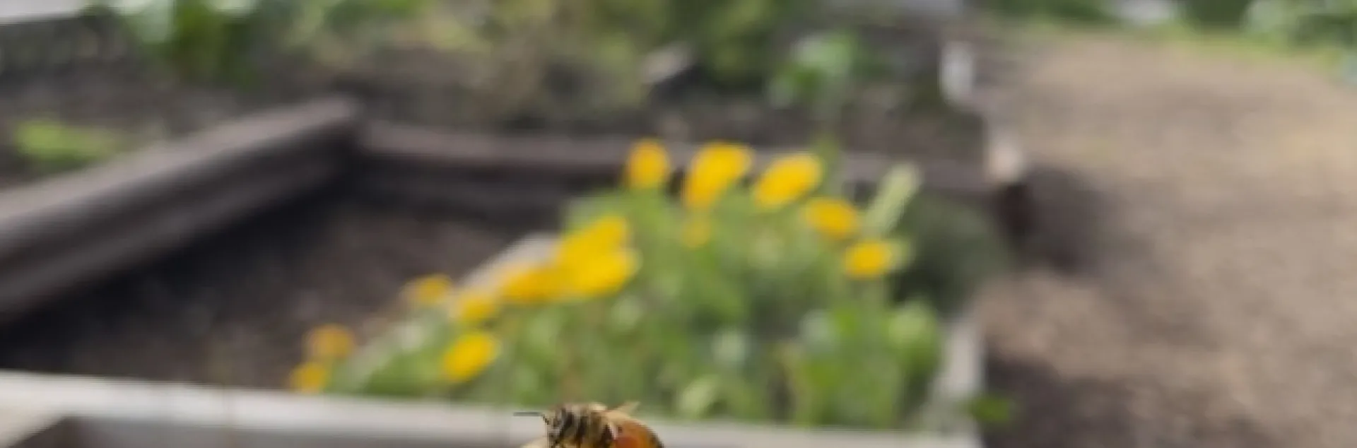 A honey bee hovers above a golden yellow daisy-like flower.