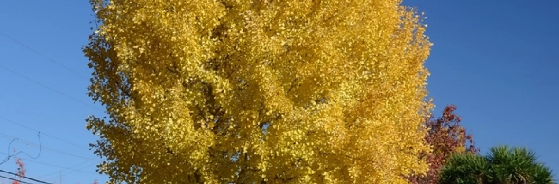 Ginkgo tree in Autumn. All photos by Patricia Matteson