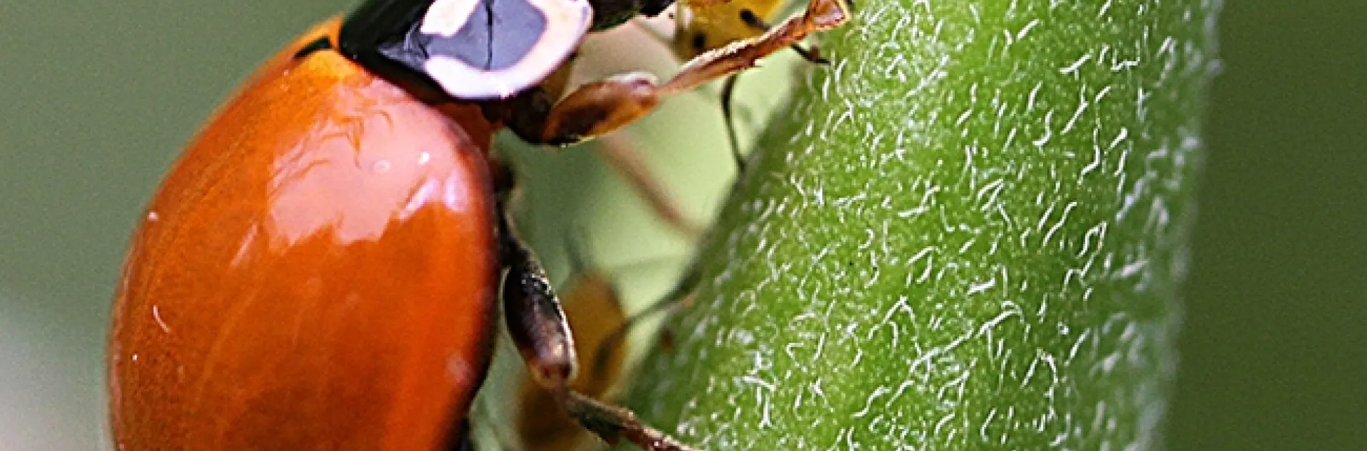 A lady beetle, aka ladybug, devouring aphids in a Vacaville garden. (Photo by Kathy Keatley Garvey)