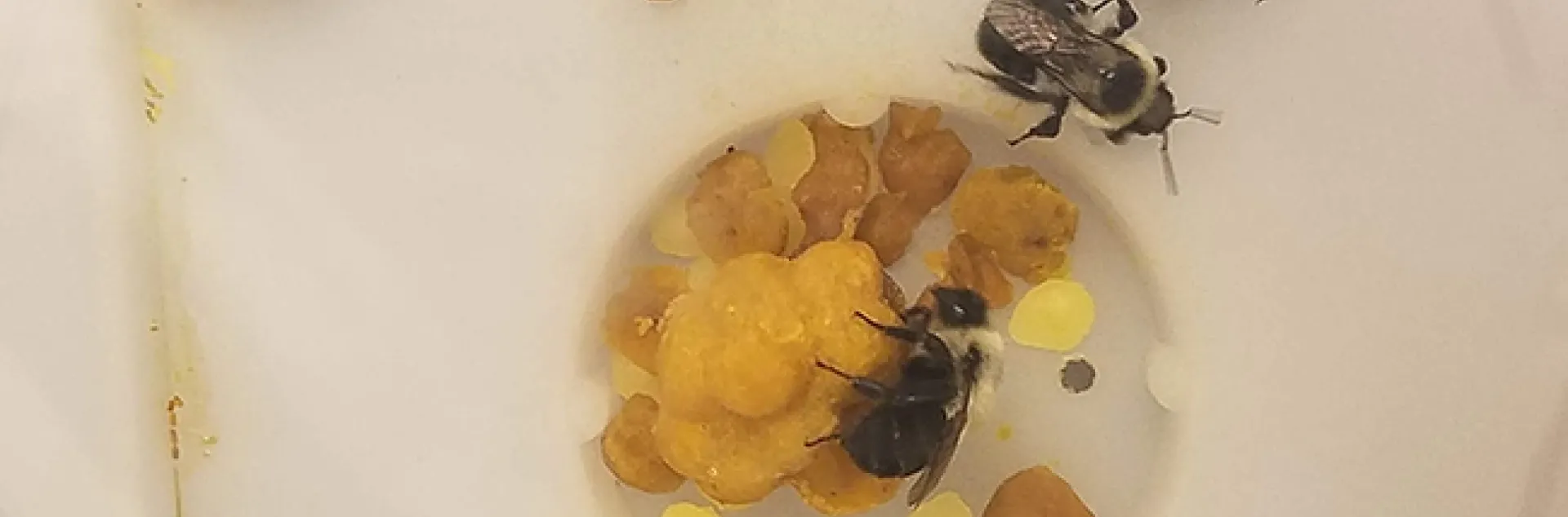 This image shows the experimental microcolonies of Bombus impatiens in the UC Davis lab. The developing brood is in the center. (Photo courtesy of Danielle Rutkowski)