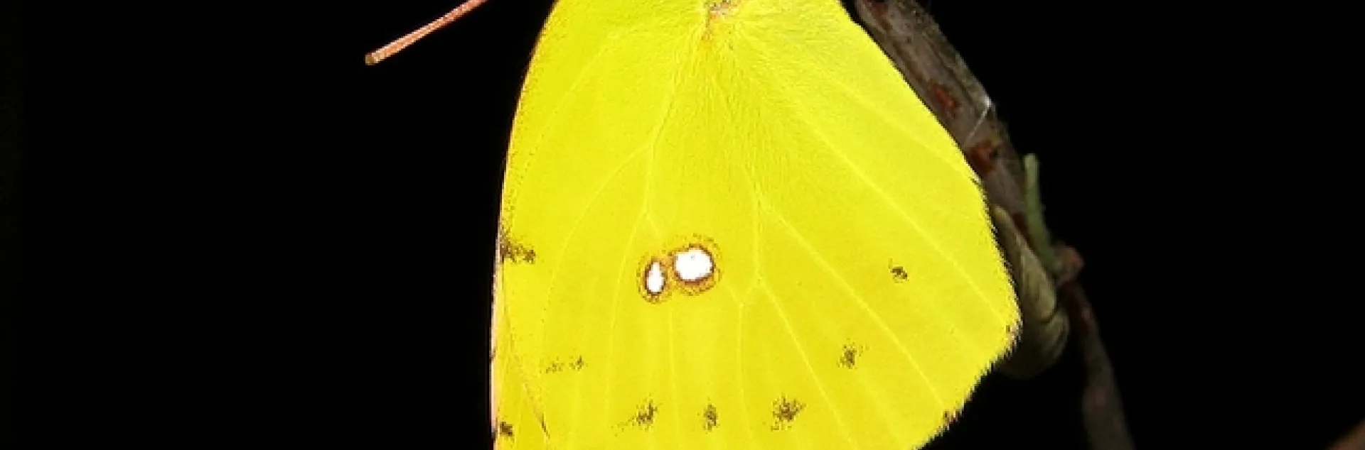 This is the female California dogface butterfly, photographed by Greg Kareofelas, a Bohart Museum of Entomology asociate.