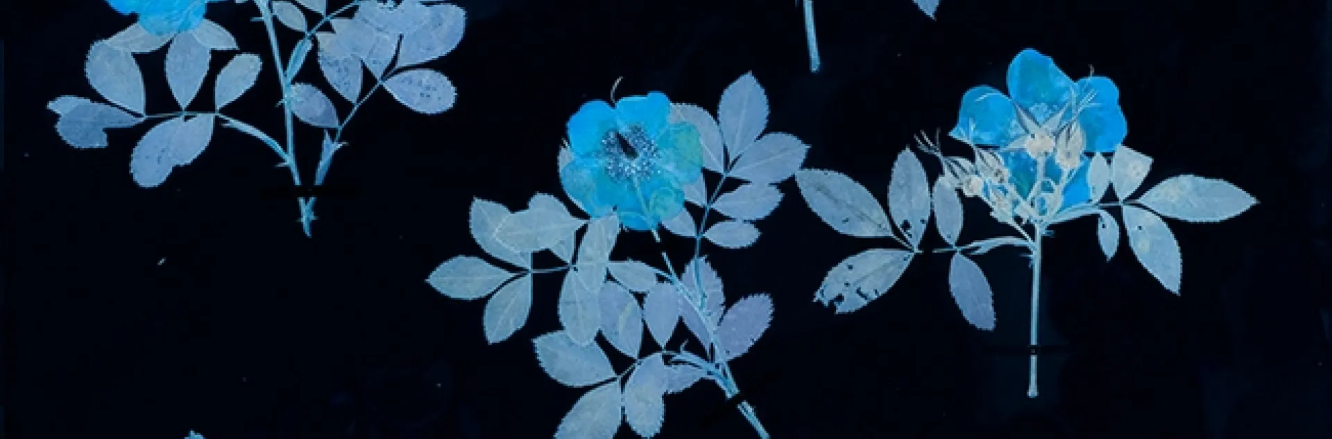 Artwork by Leah Sobsey of the University of North Carolina for “In Search of Thoreau’s Flowers: An Exploration of Change and Loss” exhibition, Harvard Museum of Natural History, Digitized cyanotype.
