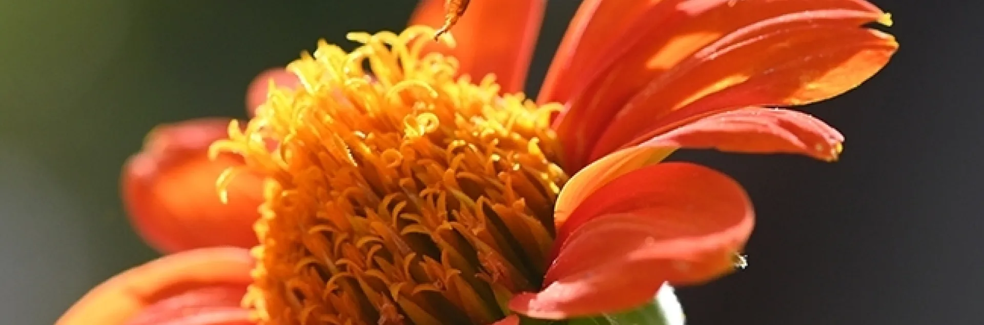 A honey bee leaving a Mexican sunflower, Tithonia rotundifola. Research scientist Scott McArt will speak on "Pesticide Risk to Pollinators" at the May 4th virtual seminar hosted by the UC Davis Department of Entomology and Nematology. (Photo by Kathy Keatley Garvey)