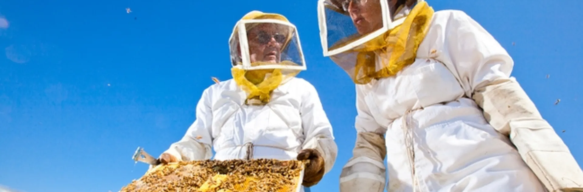 Two beekeepers in protective clothing work with a bee hive.