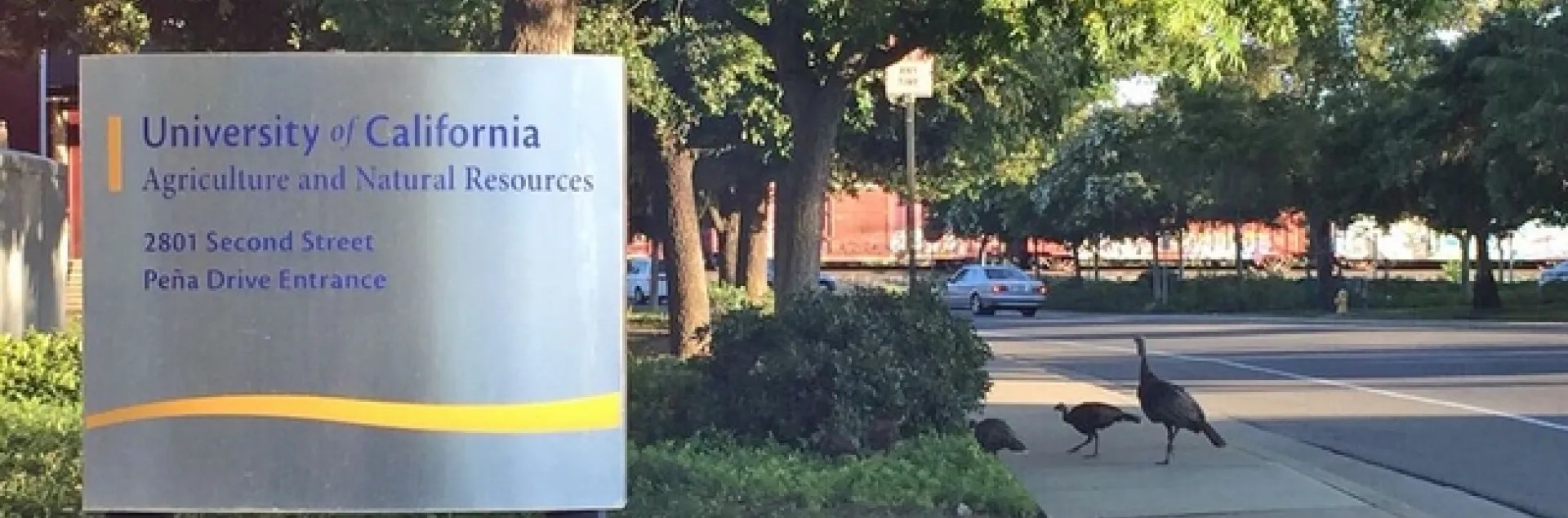 Sign reads: University of California Agriculture and Natural Resources, 2801 Second Street, Pena Drive Entrance. Three turkeys on the sidewalk poke their heads into the bushes.