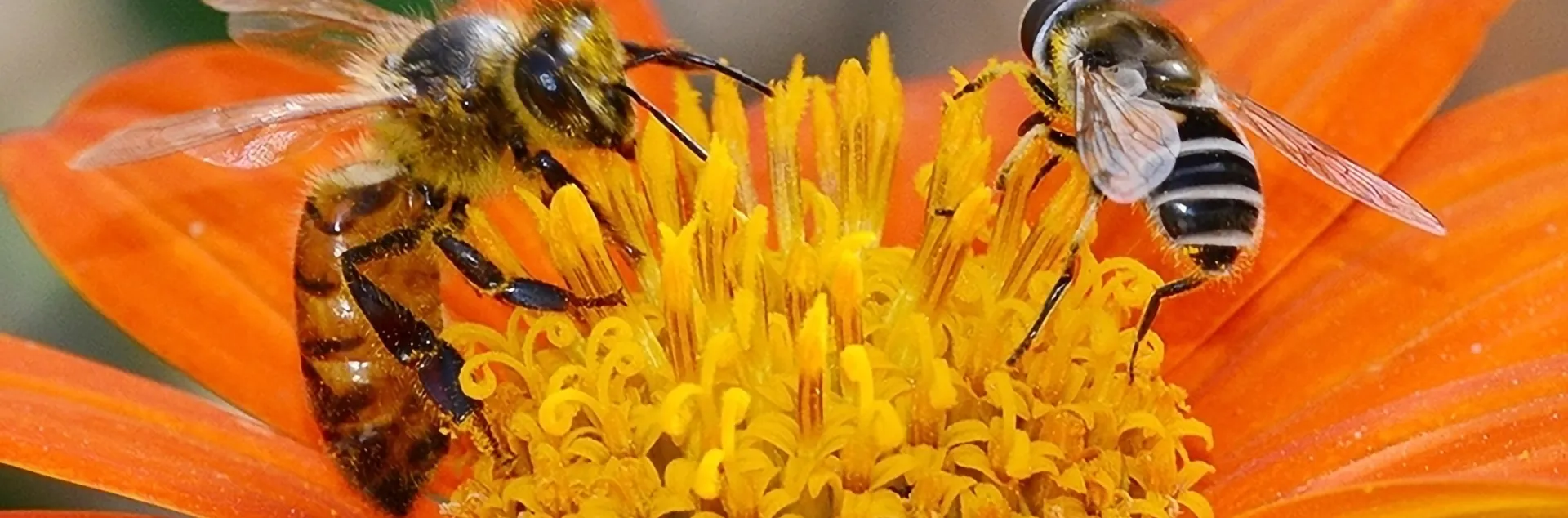 Syrphid fly and bee on an orange flower