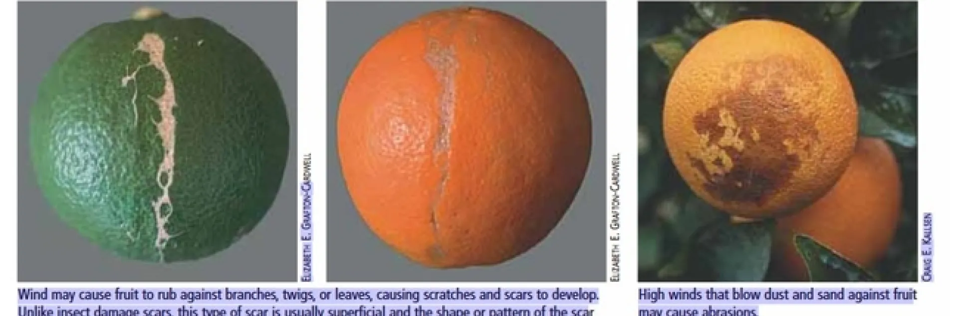 citrus fruit disorders