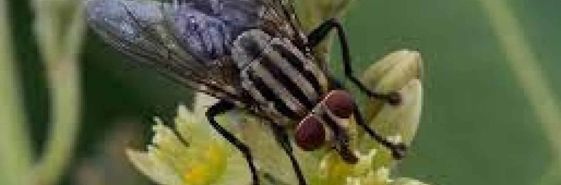 house fly avocado flower